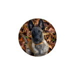 Chiot malinois et berger hollandais assis