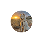 Jeune chienne Samoyede 