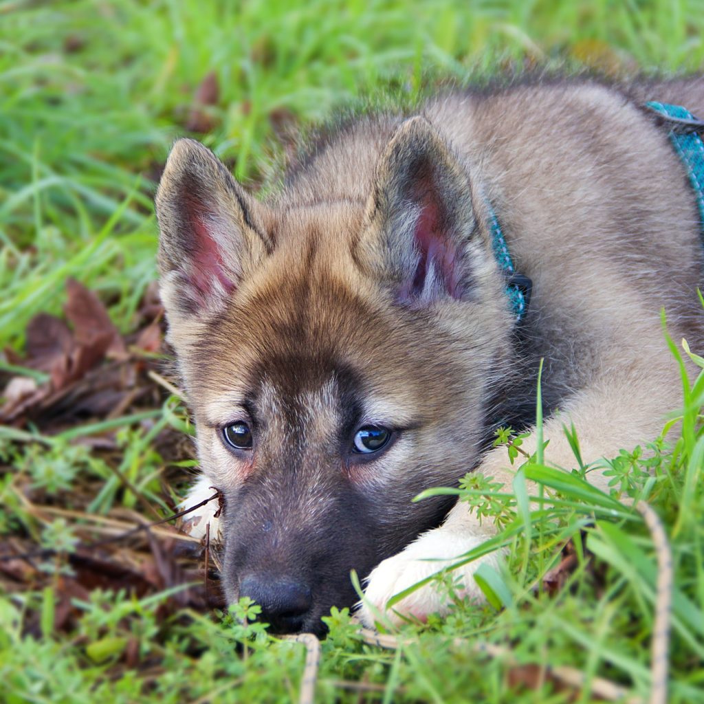 Chiot allongé dans l’herbe, observant son environnement lors de son arrivée dans un nouveau foyer