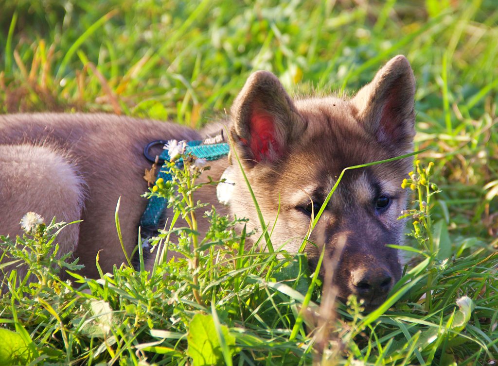 Chiot couché dans l’herbe, observant calmement son environnement lors de ses premiers jours dans son nouveau foyer