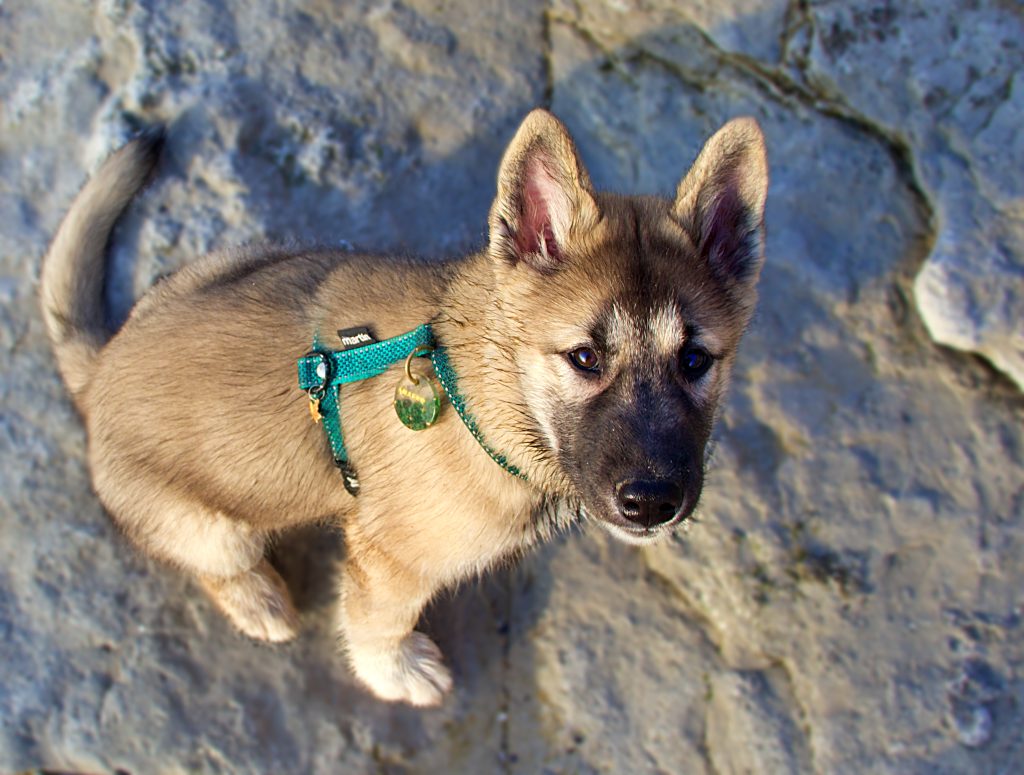 chiot esquimau du canada assis en regardant l'objectif. Le chiot est calme et il porte un harnais bleu