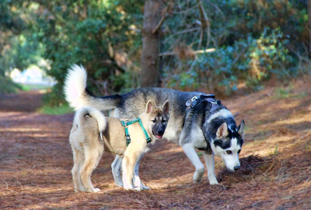 Un chiot et un chien adulte en balade en foret.
