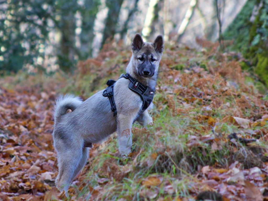 Photo d'Amaruq, chiot Esquimau du Canada en balade en forêt.