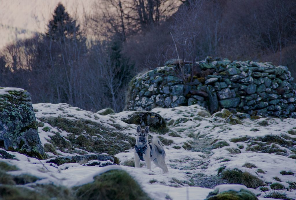 Chiot esquimau canadien dans la neige en montage