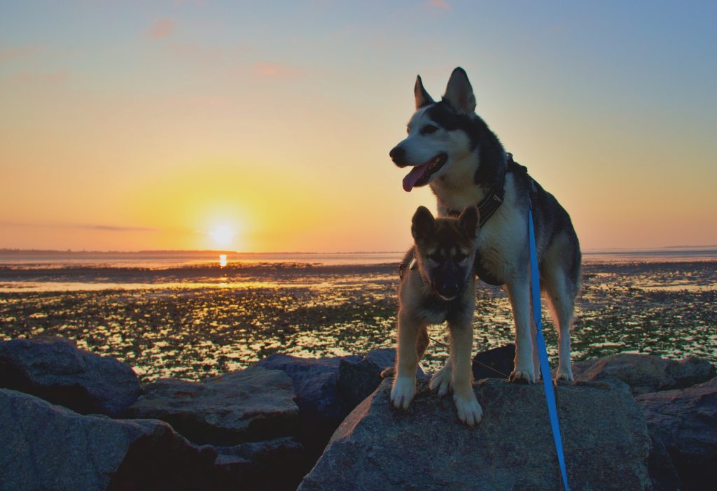Photo lors d'un couché de soleil de Mallo et Amaruq lorsqu'il était chiot.