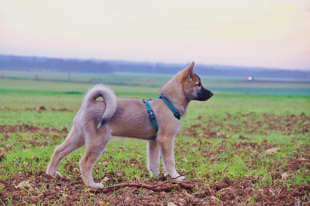chiot esquimau canadien de profil dans un champs