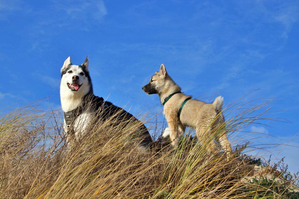un husky adulte en haut d'une dune accompagné d'un chiot esquimau canadien