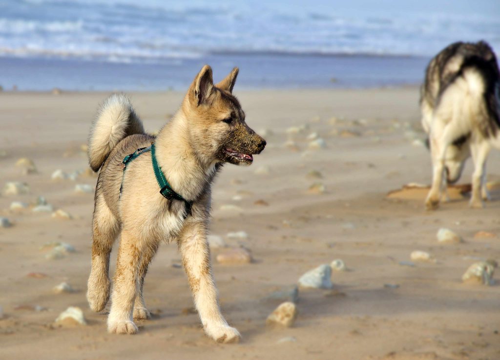 Amaruq, jeune chiot esquimau canadien sur la plage en liberté avec en arrière plan un husky adulte